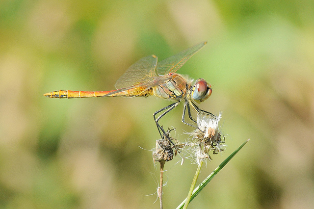 Sympetrum foncolombii? - S