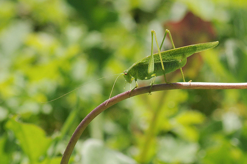 Ninfe di Tettigonia sp. e Phaneroptera sp. adulta