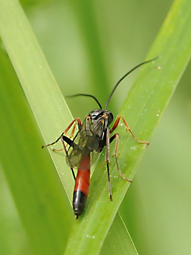 Ichneumonidae Campopleginae