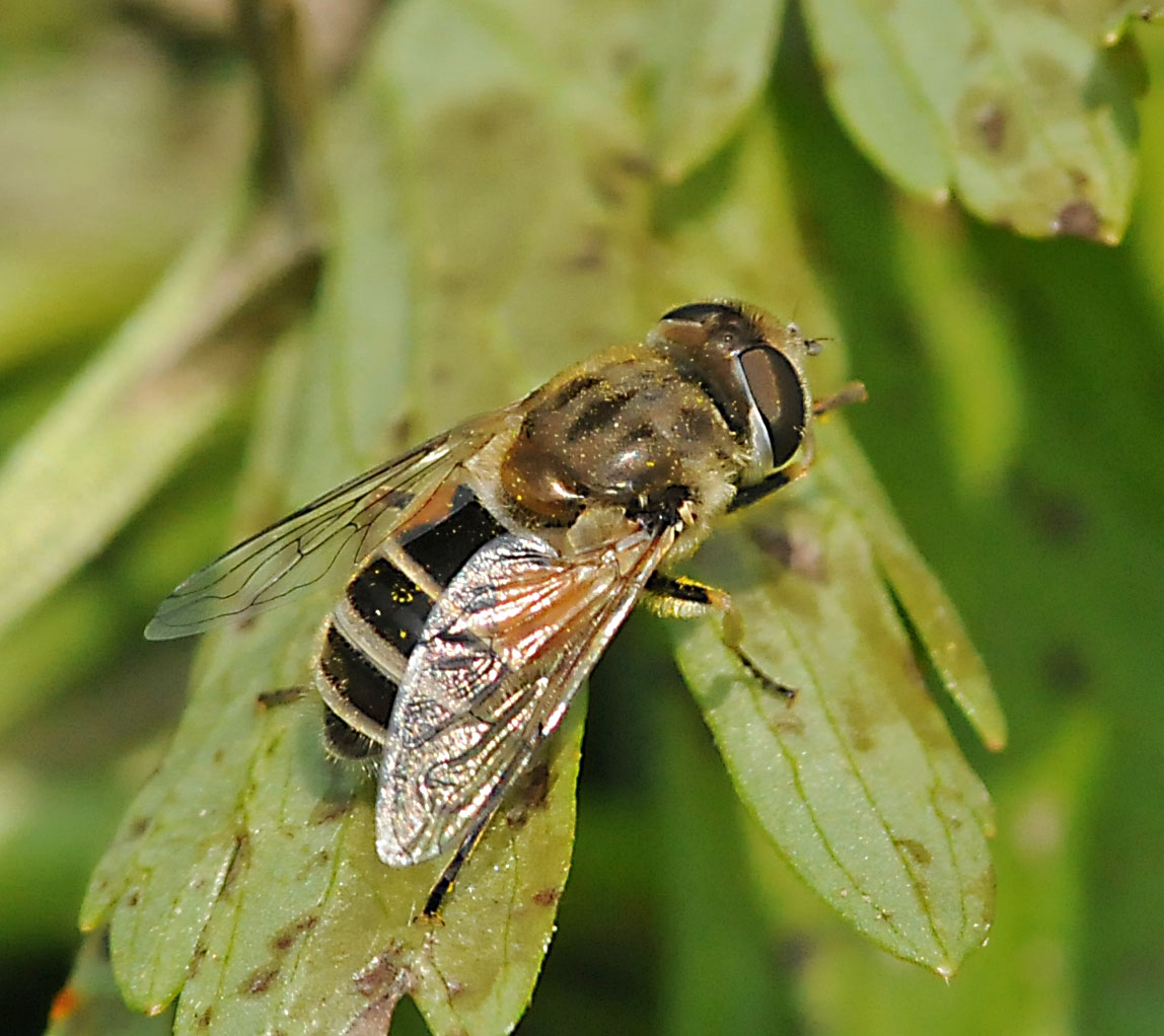 Identificazione dittero