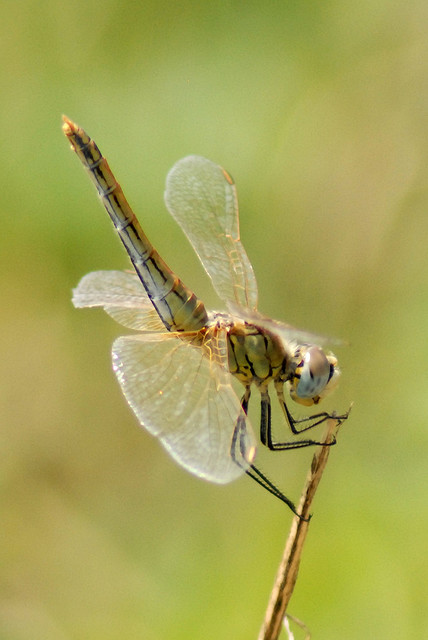 Sympetrum foncolombii? - S