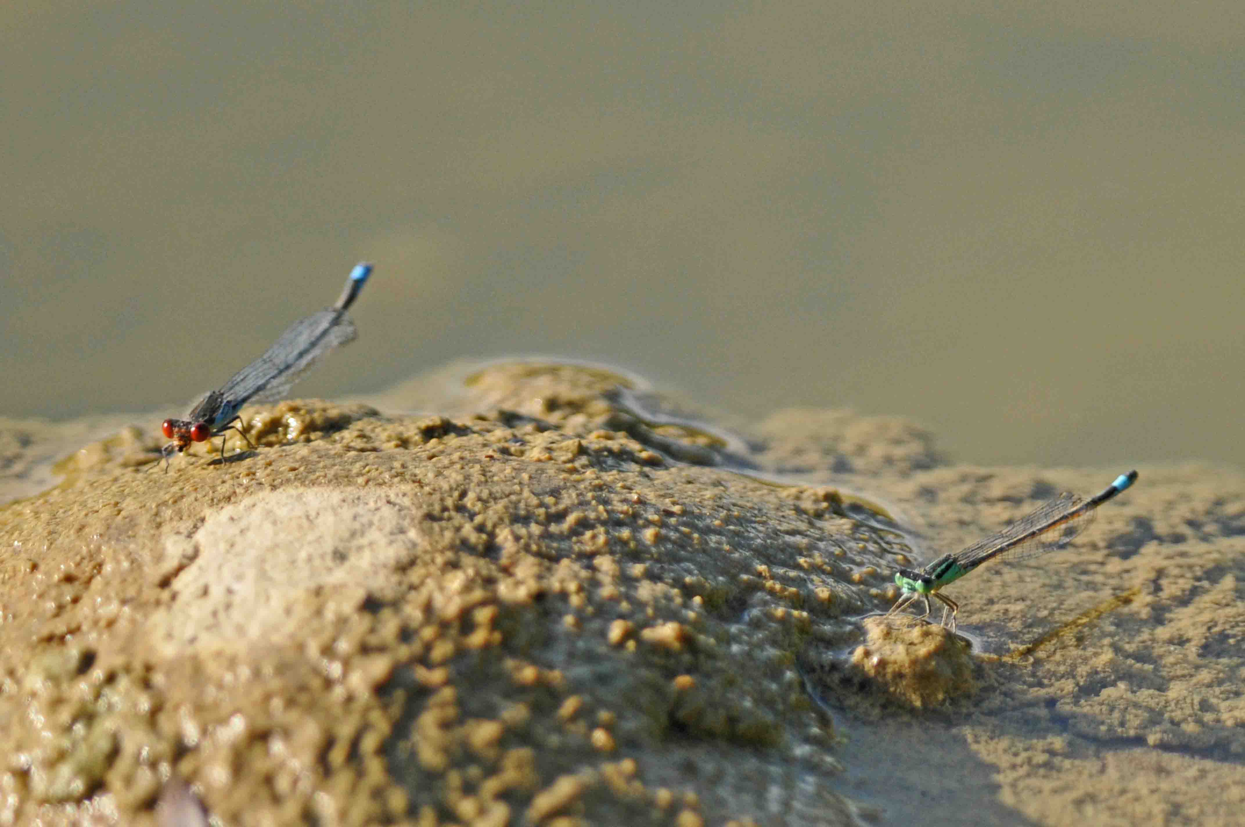 Ceriagrion tenellum? no, Erythromma viridulum