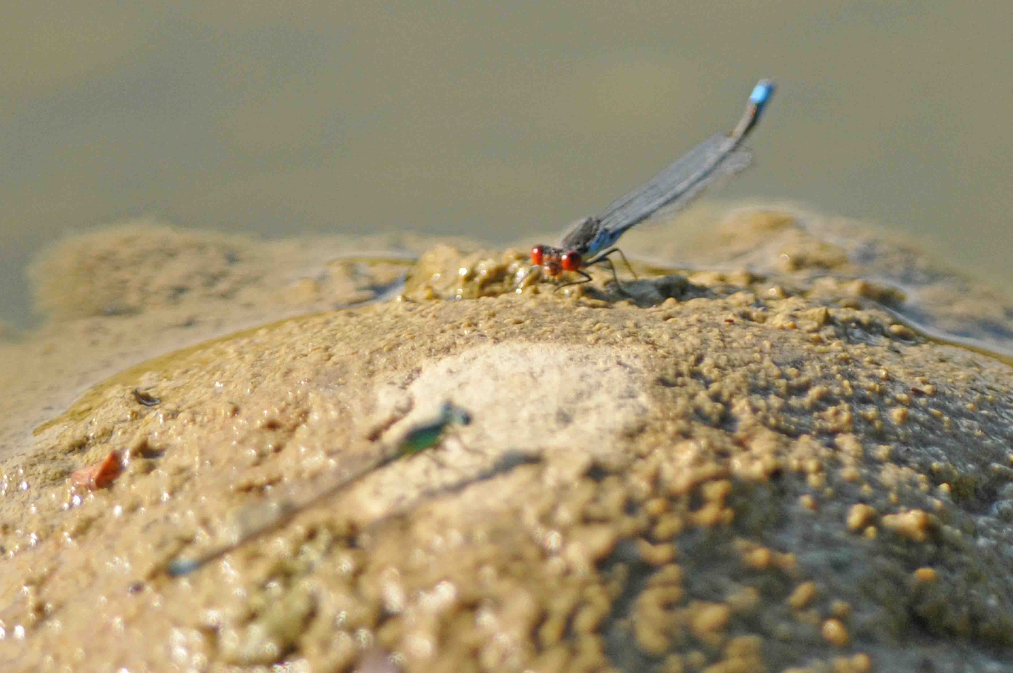 Ceriagrion tenellum? no, Erythromma viridulum