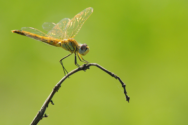 Sympetrum foncolombii? - S