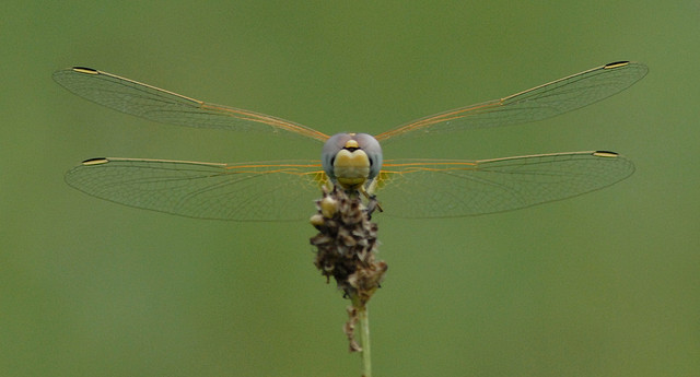 Sympetrum foncolombii? - S