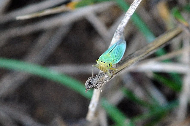 Cicadella viridis