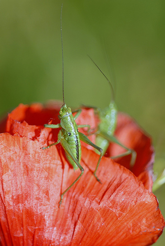 Ninfe di Tettigonia sp. e Phaneroptera sp. adulta