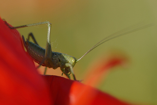 Ninfe di Tettigonia sp. e Phaneroptera sp. adulta