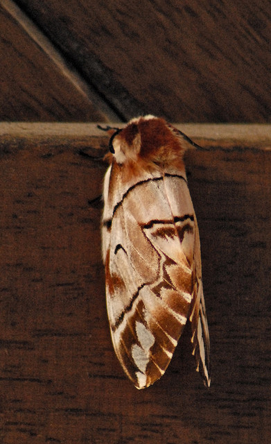 Identificazione Falena