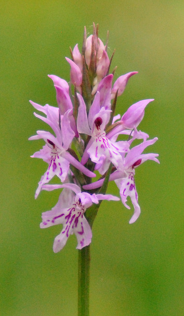 Orchis militaris e Dactylorhiza maculata ssp. fuchsii