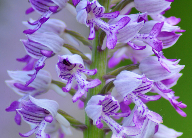 Orchis militaris e Dactylorhiza maculata ssp. fuchsii