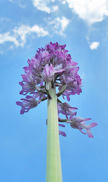 Orchis militaris e Dactylorhiza maculata ssp. fuchsii