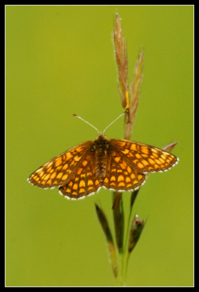 Lepidottero da identificare