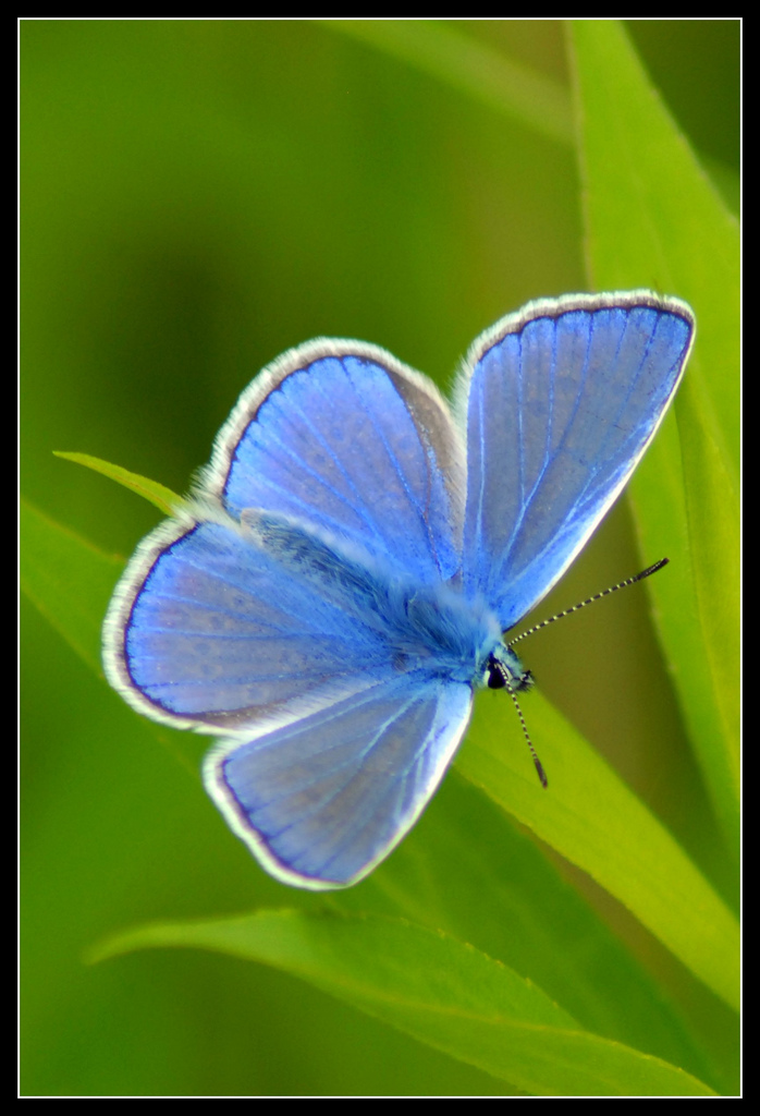 Identificazione licenide