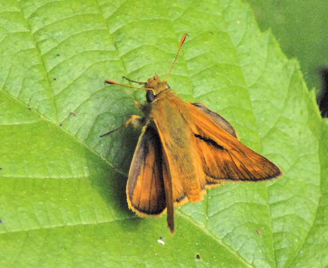 Ochlodes venata? Ochlodes sylvanus  ♂