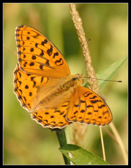 Argynnis adippe?