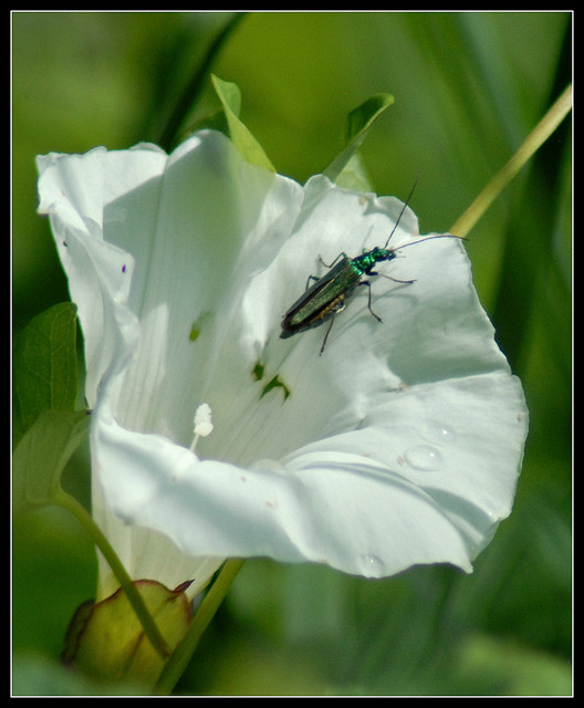 Oedemera nobilis femmina