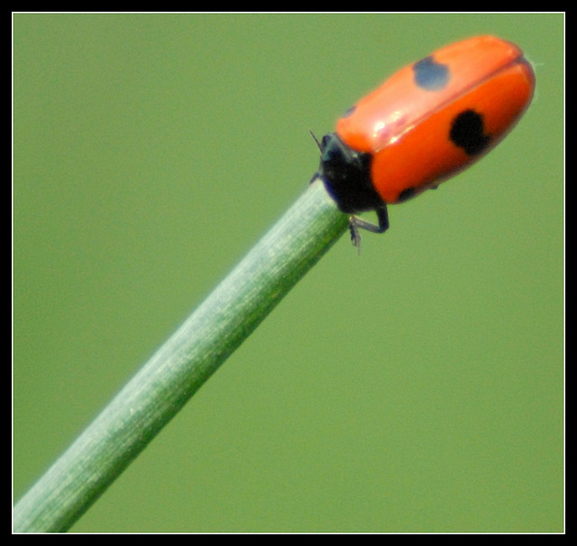 Chrysomelidae Clytrinae