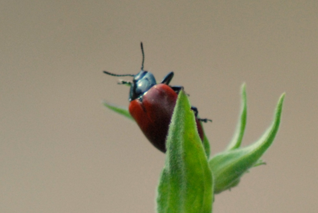 Chrysolina polita? No, Chrysomela populi