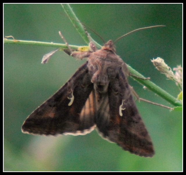 Identificazione lepidottero - Autographa gamma