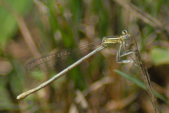 Platycnemis pennipes?