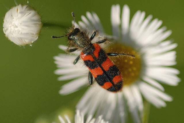 Trichodes apiarius