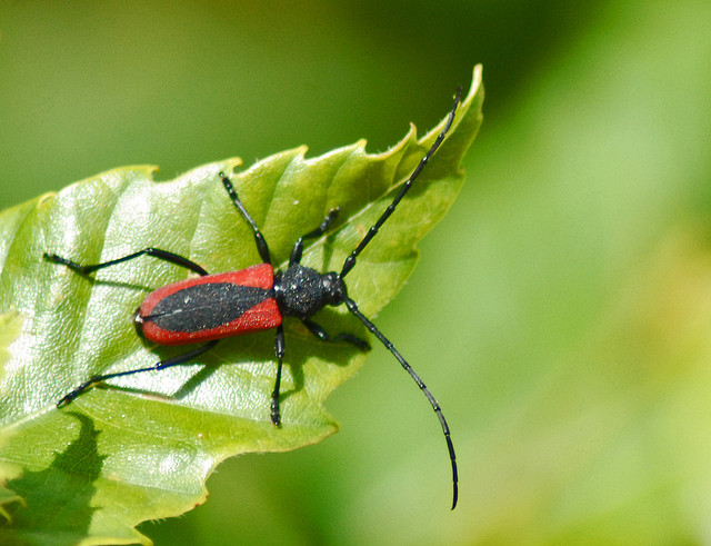 Purpuricenus kaehleri