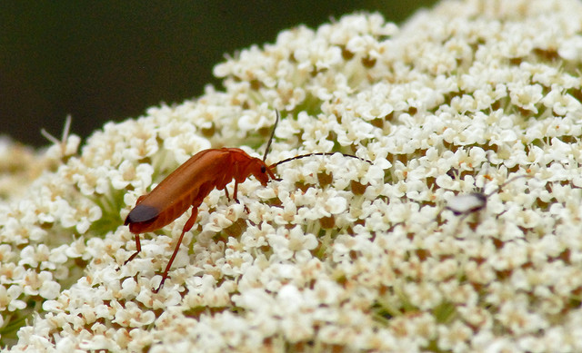 Rhagonycha fulva (Cantharidae)