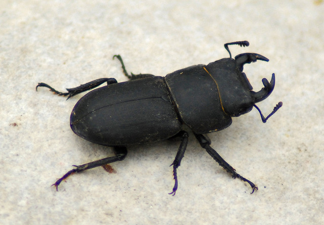 Maschio di Dorcus parallelepipedus (Lucanidae)