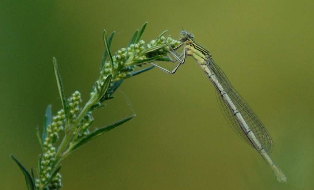 Identificazione Odonata: Platycnemis pennipes