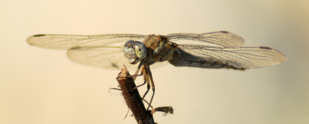 Ancora una! - Orthetrum brunneum (femmina)