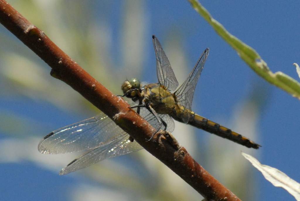 Orthetrum cancellatum? - S