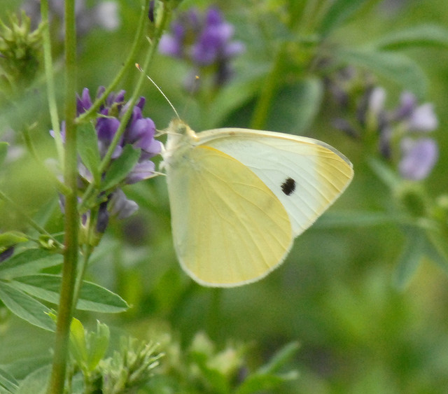 Pieris rapae?