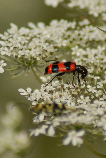 Trichodes apiarius