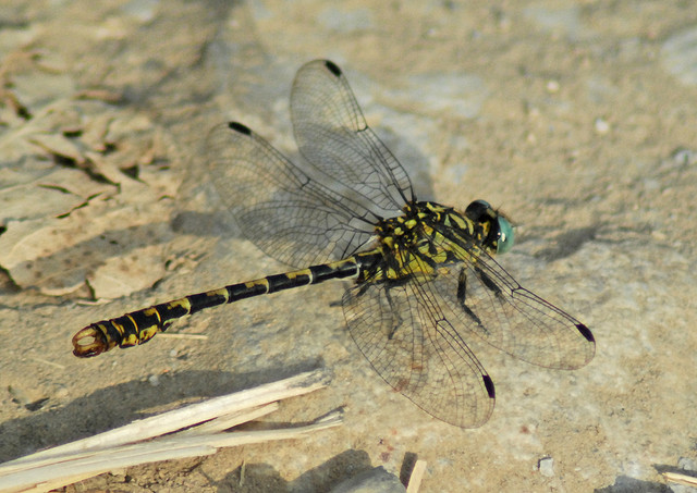 Onychogomphus forcipatus? - S