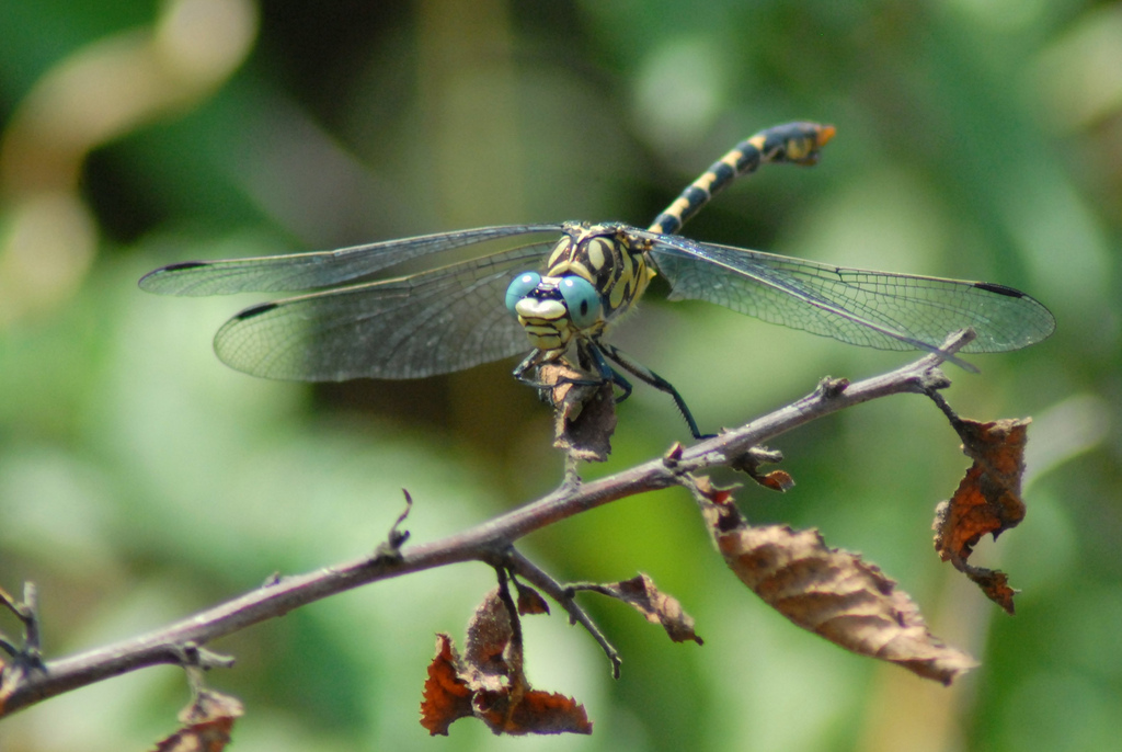 Identificazione odonata