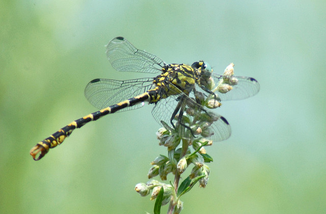 Onychogomphus forcipatus? - S