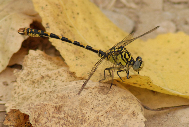 Onychogomphus forcipatus? - S