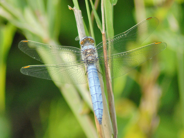 Orthetrum?