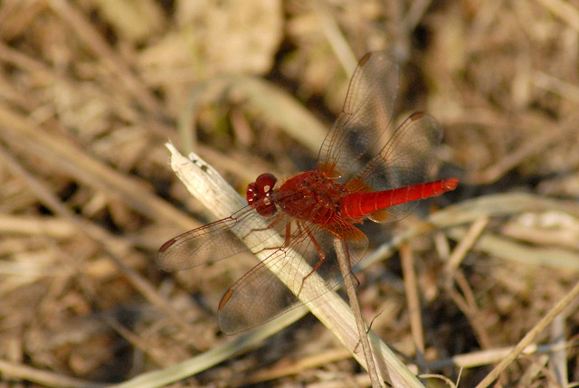 Crocothemis erytraea?