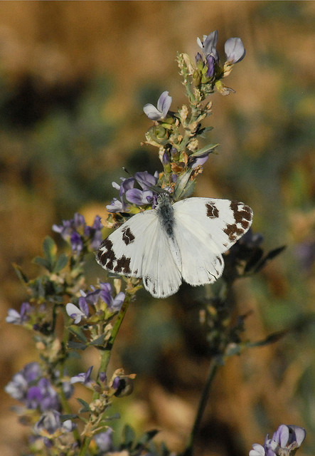 Identificazione lepidottero