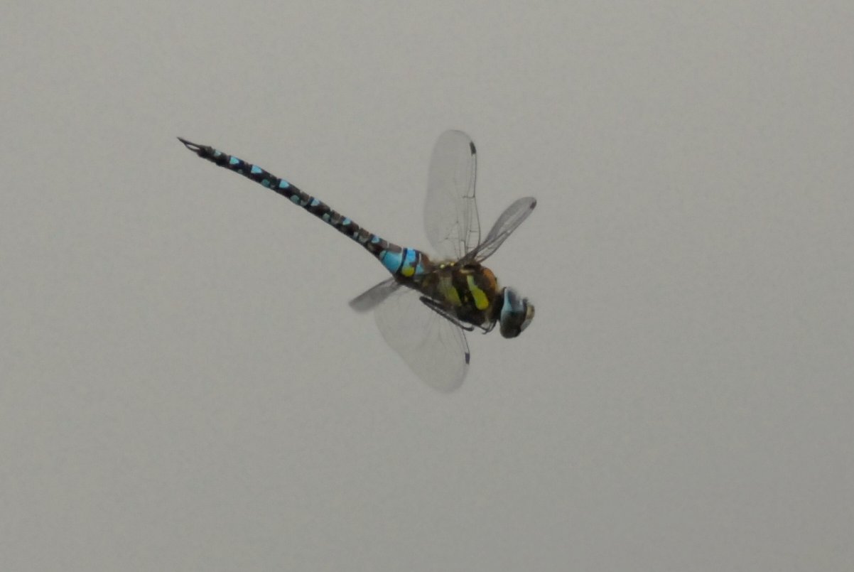 Identificazione odonata