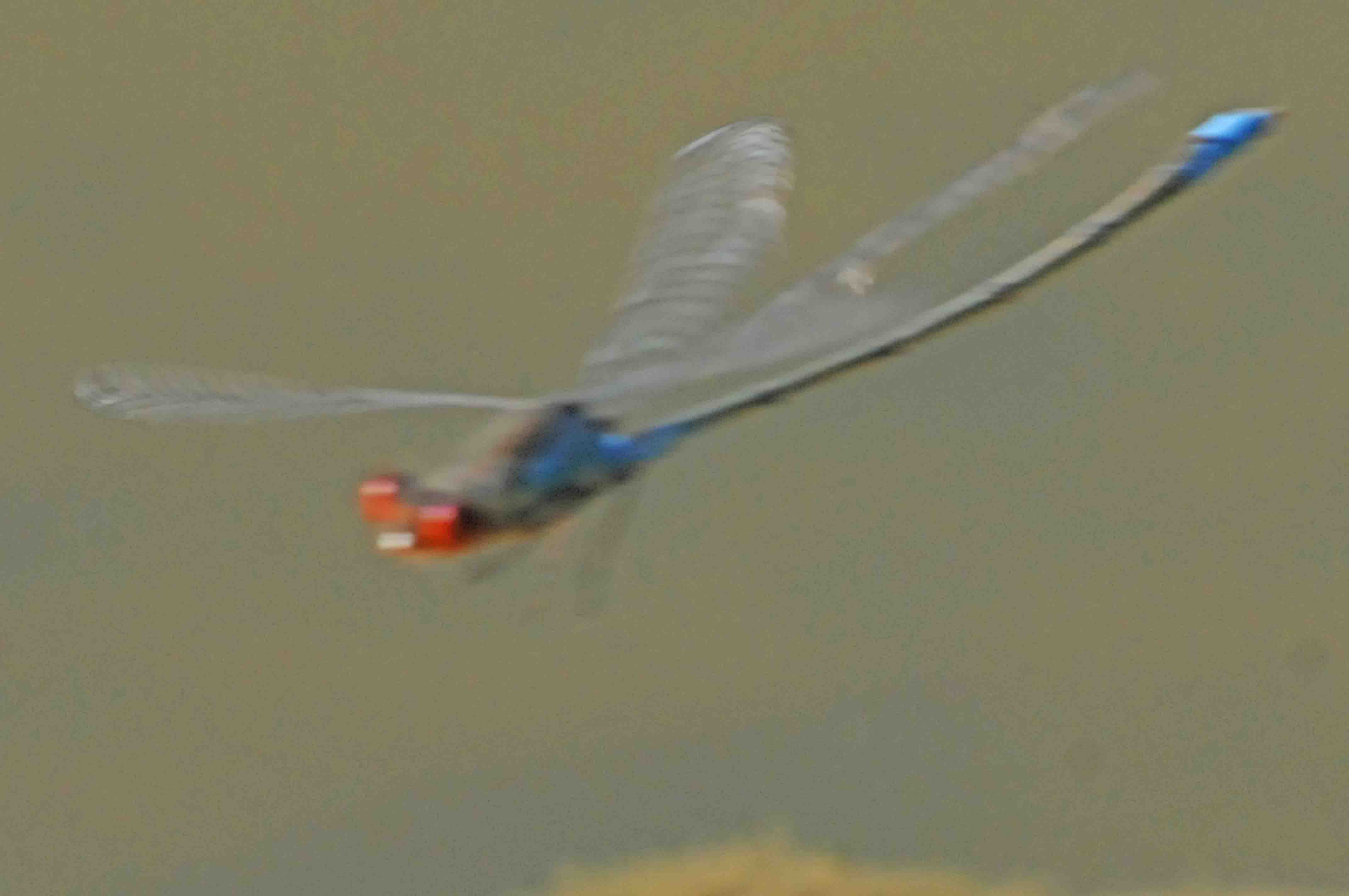 Ceriagrion tenellum? no, Erythromma viridulum