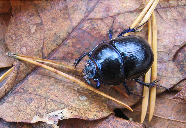 Anoplotrupes stercorosus (Geotrupidae)