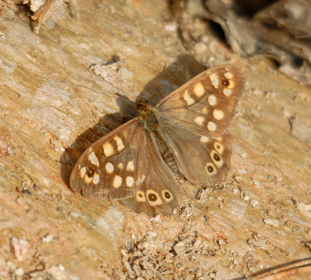 Farfalla a novembre : Pararge aegeria ♂