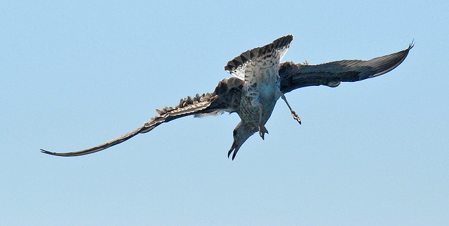 Altri Gabbiani da identificare