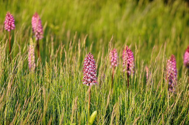 Ancora un''orchidea selvatica da determinare