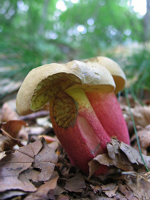 Boletus Calopus