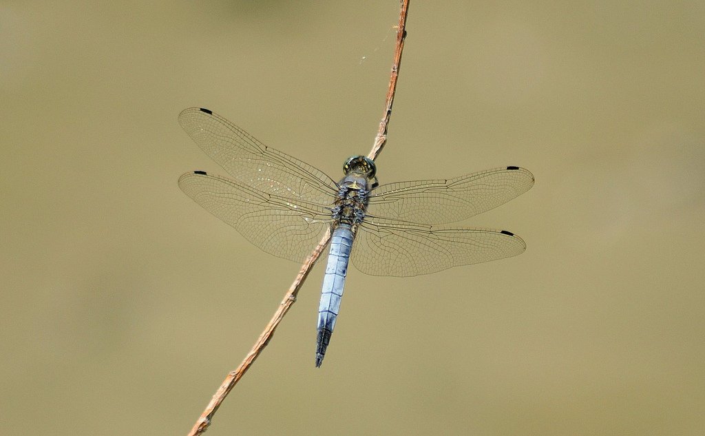 Quale Orthetrum? cancellatum