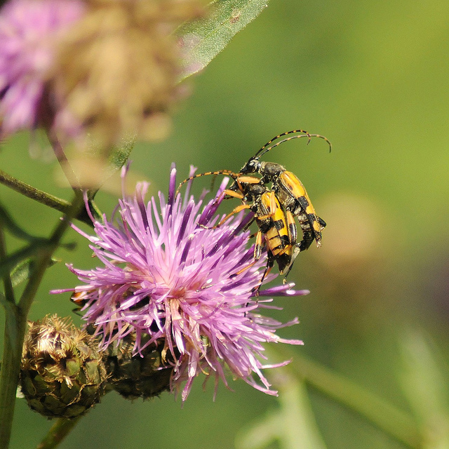 Rutpela maculata